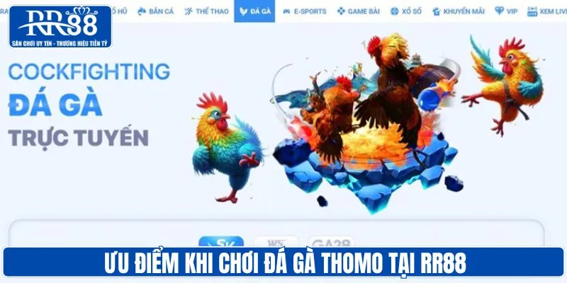 Cá cược gà thomo tại RR88 có nhiều lợi thế