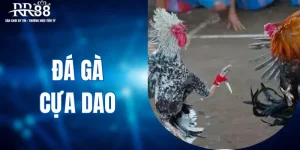 Đá gà cựa dao