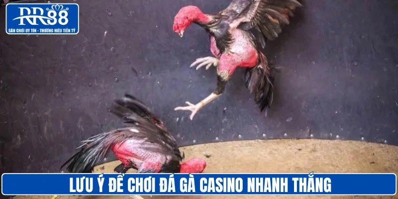Lưu ý để cược đá gà casino nhanh thắng nhất