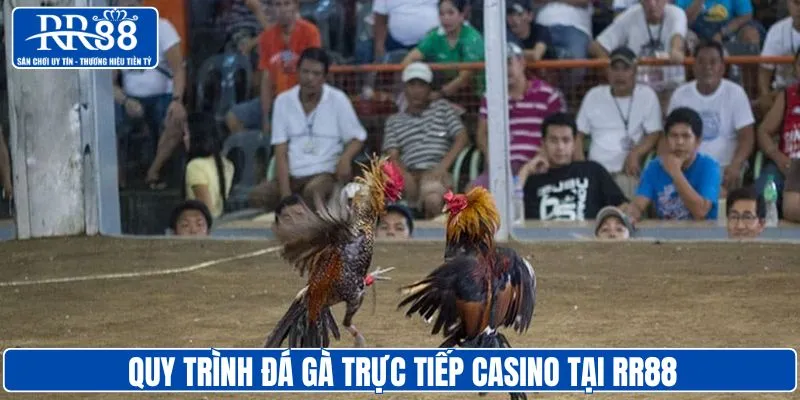 Quy trình đá gà casino tại nhà cái RR88